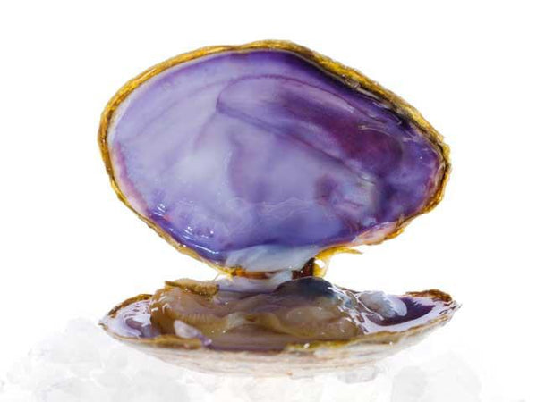 Clams - Purple Savory Clams