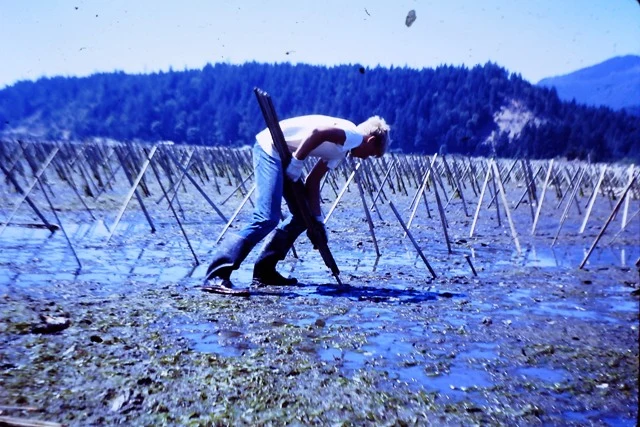 How we farm: shucked oysters!