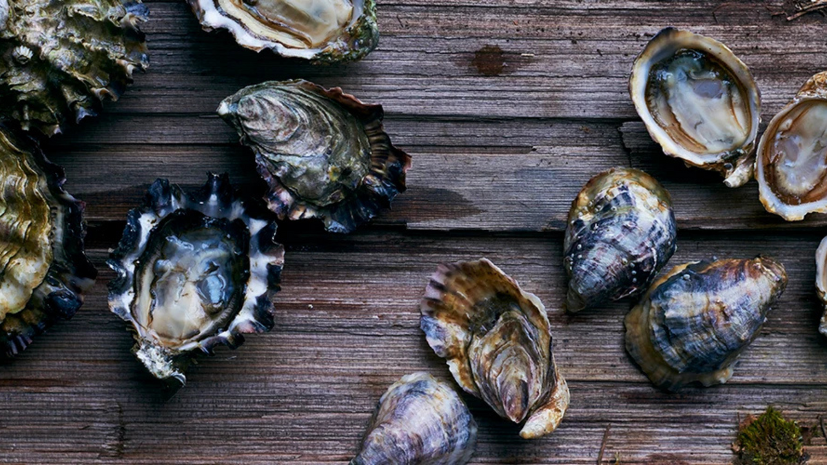Oysters in the shell on a wooden board