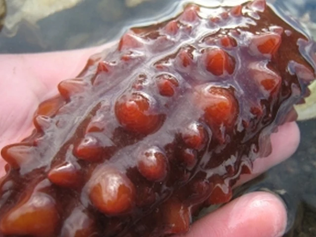 Sea Cucumber on Hama Hama tideflats