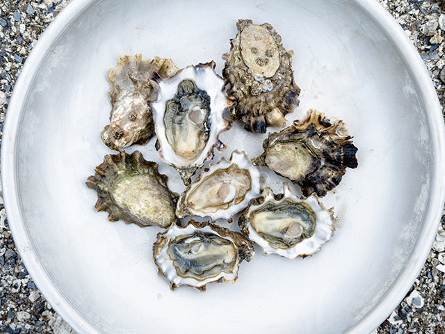 Summerstone® Oysters