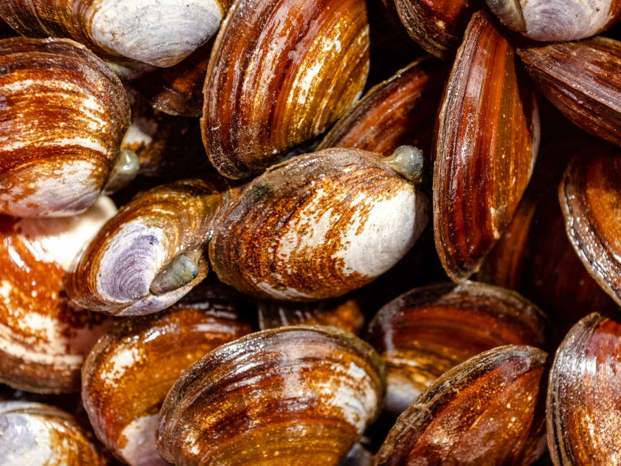Purple Savory Clams