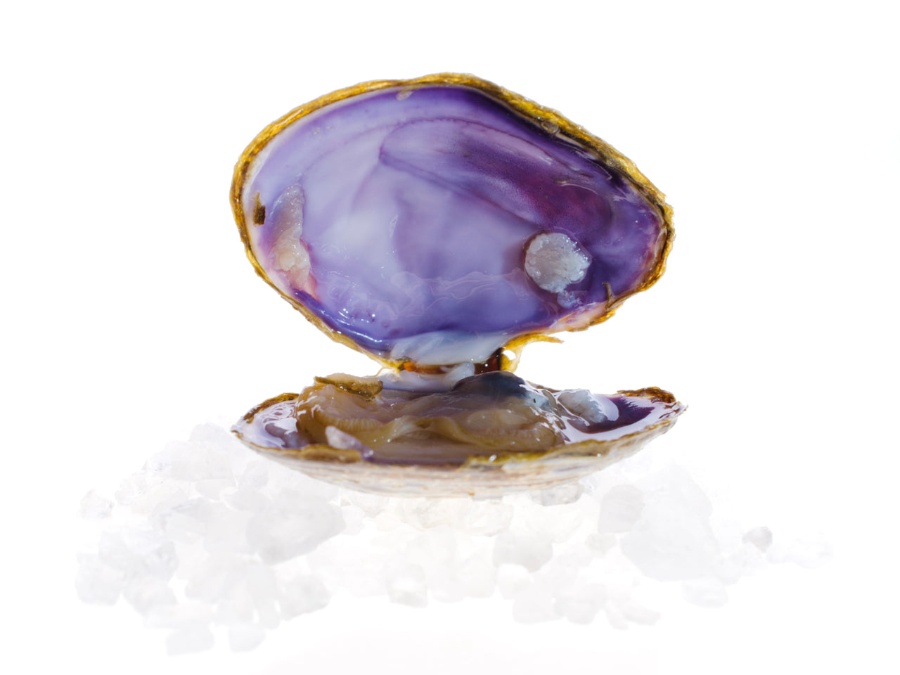 Purple Savory Clams