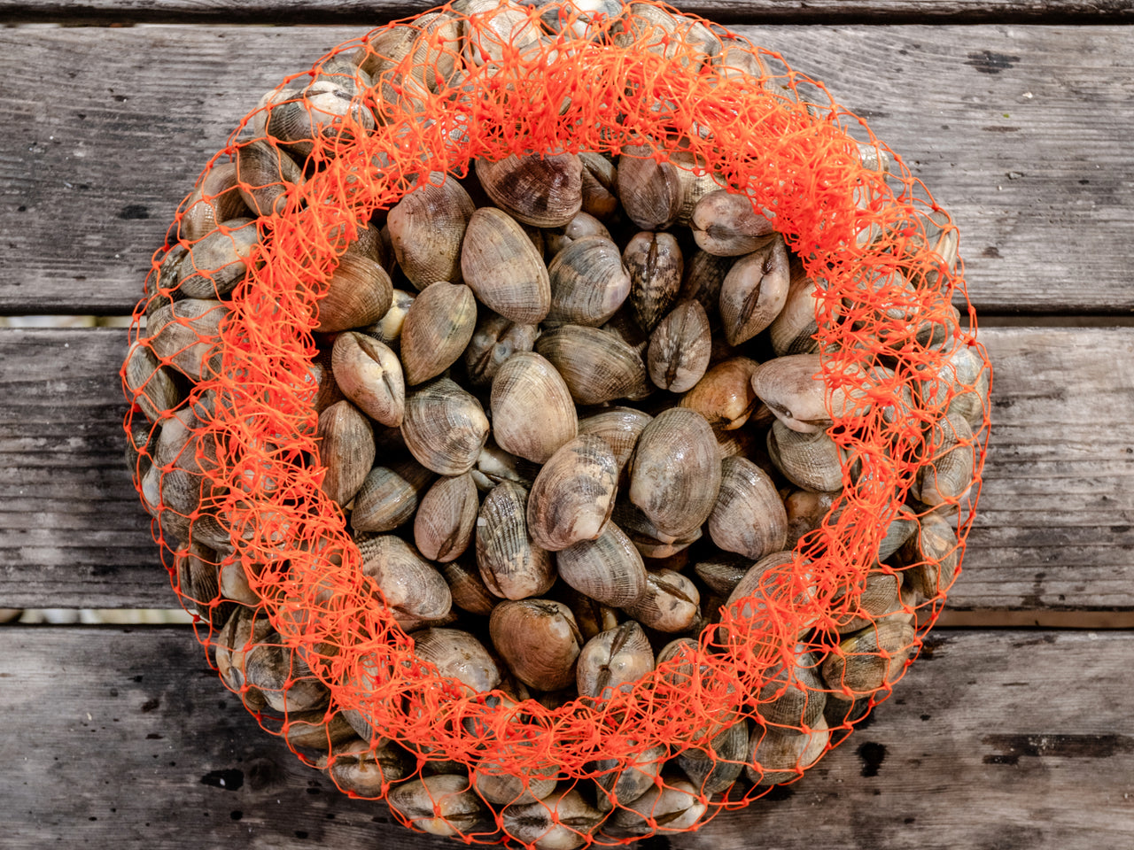 Manila Clams