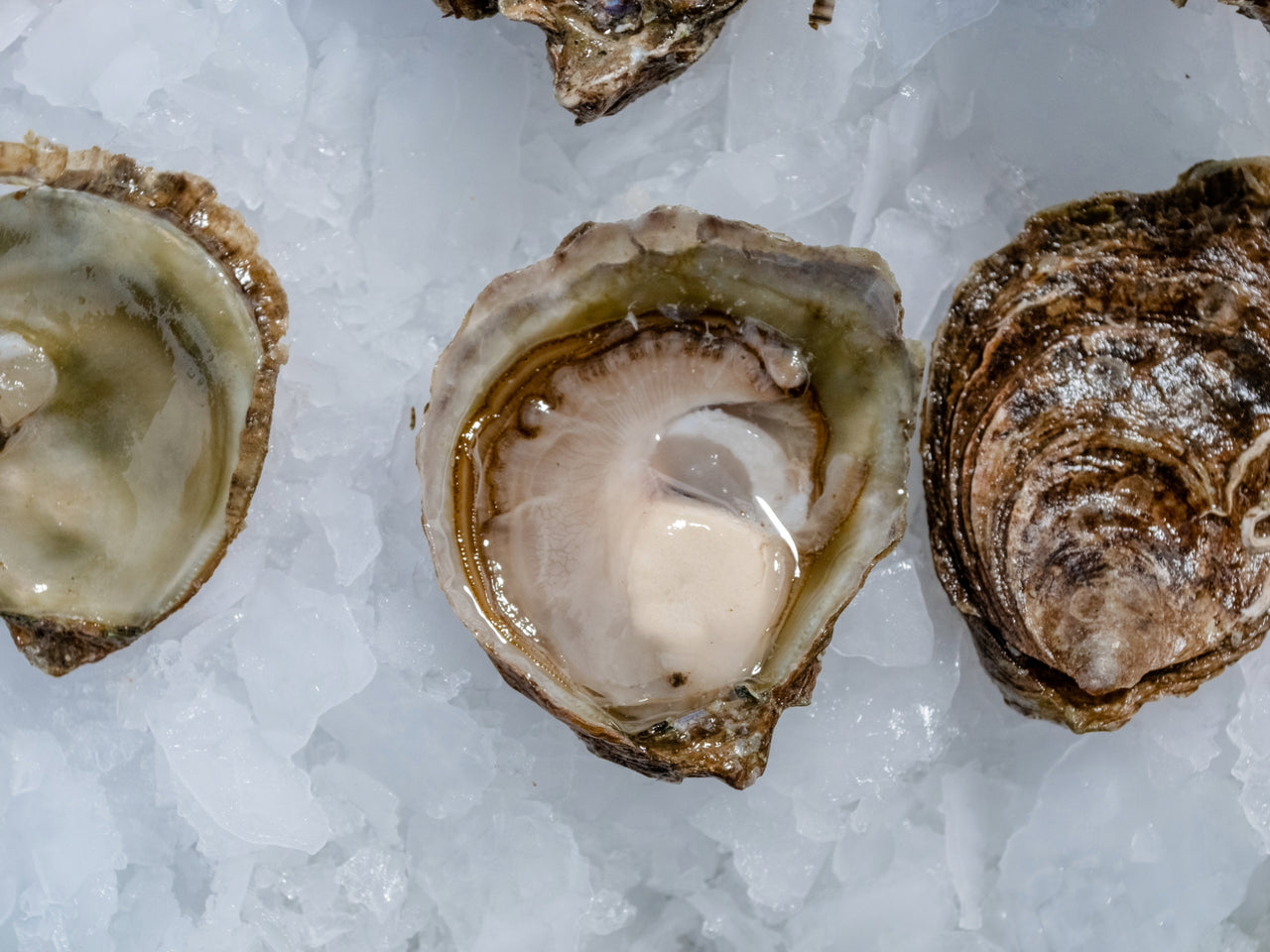 Olympia Oysters (1 dozen)