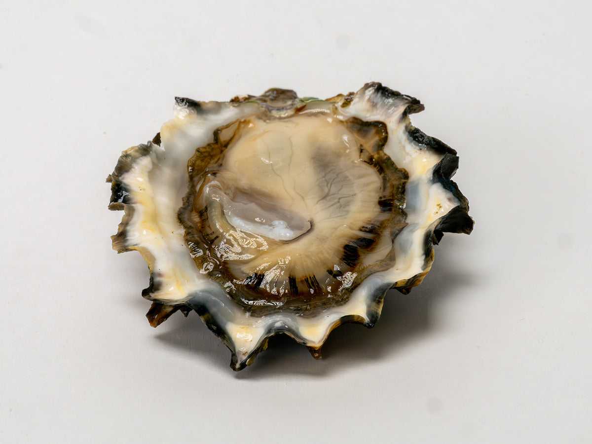 Wildcat Oysters