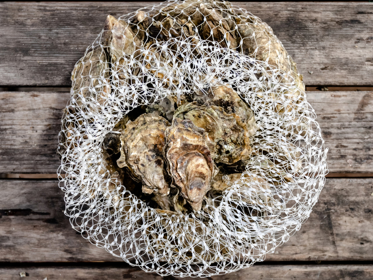 Hama Hama Oysters