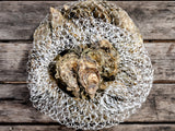 Hama Hama Oysters