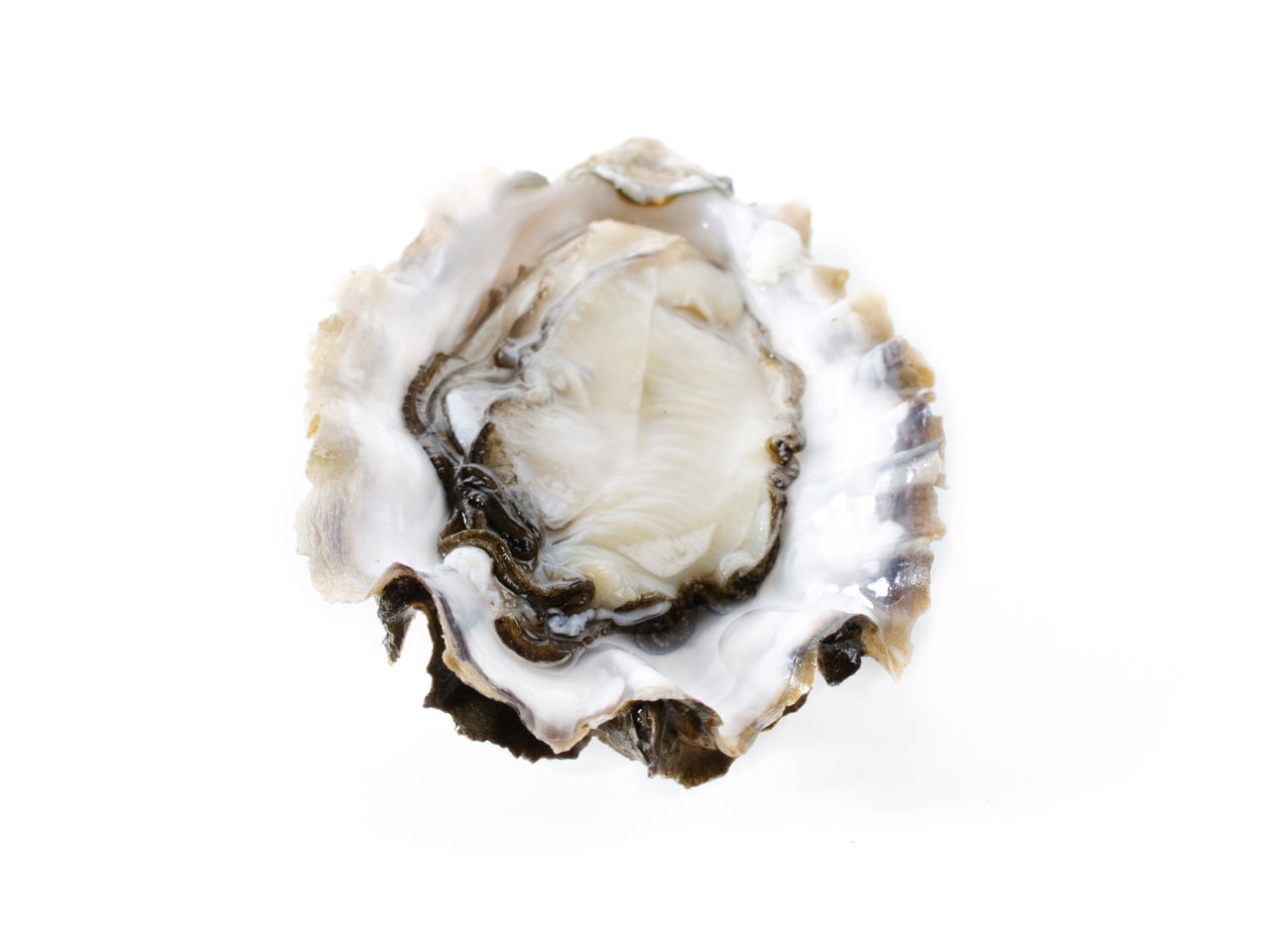 Hama Hama Oysters