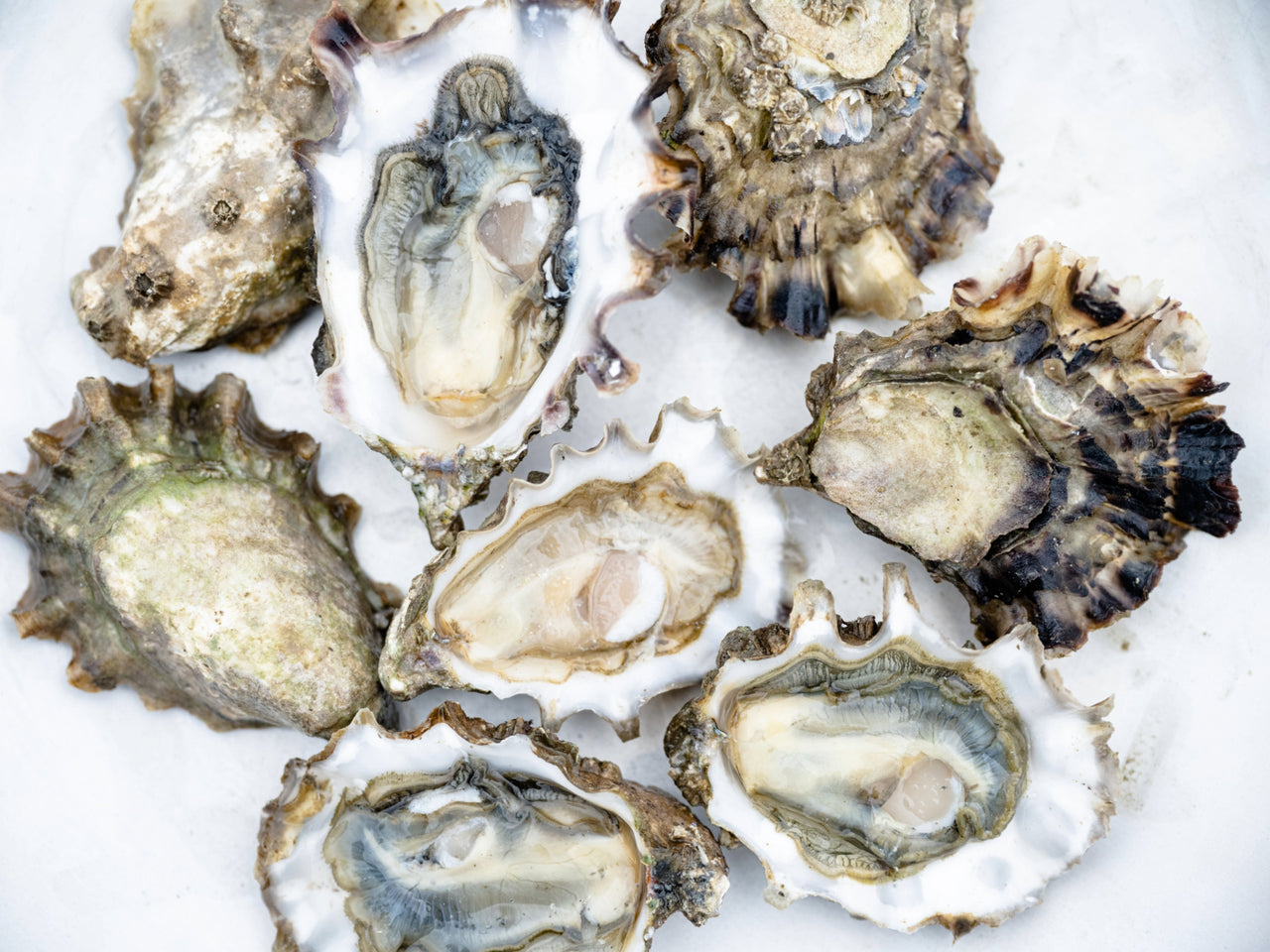 Summerstone® Oysters