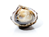 up close photo of a raw, shucked blue pool oyster capturing details of the meat inside