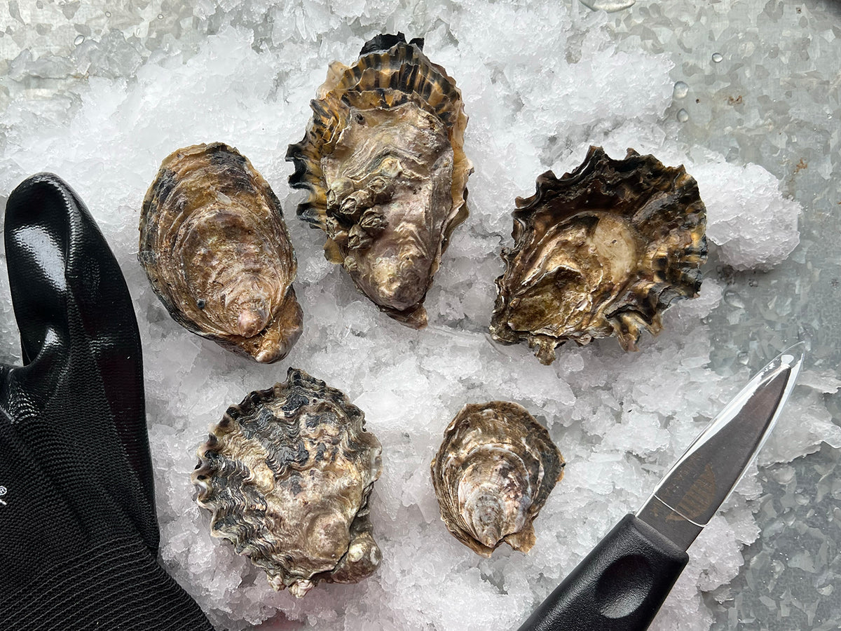 Oyster Tasting Kit for 6