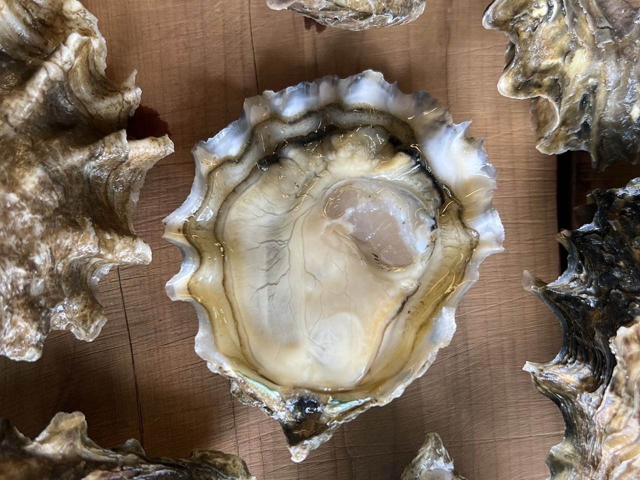 Barron Point Oysters