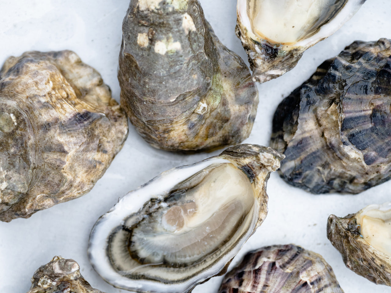 Summer Blue Oysters