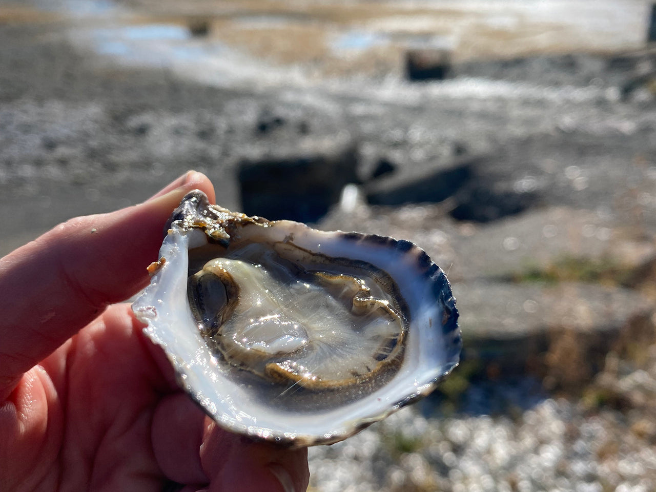 Tumbled Oyster Farm Sampler