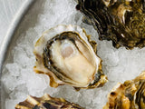 Wildcat Oysters
