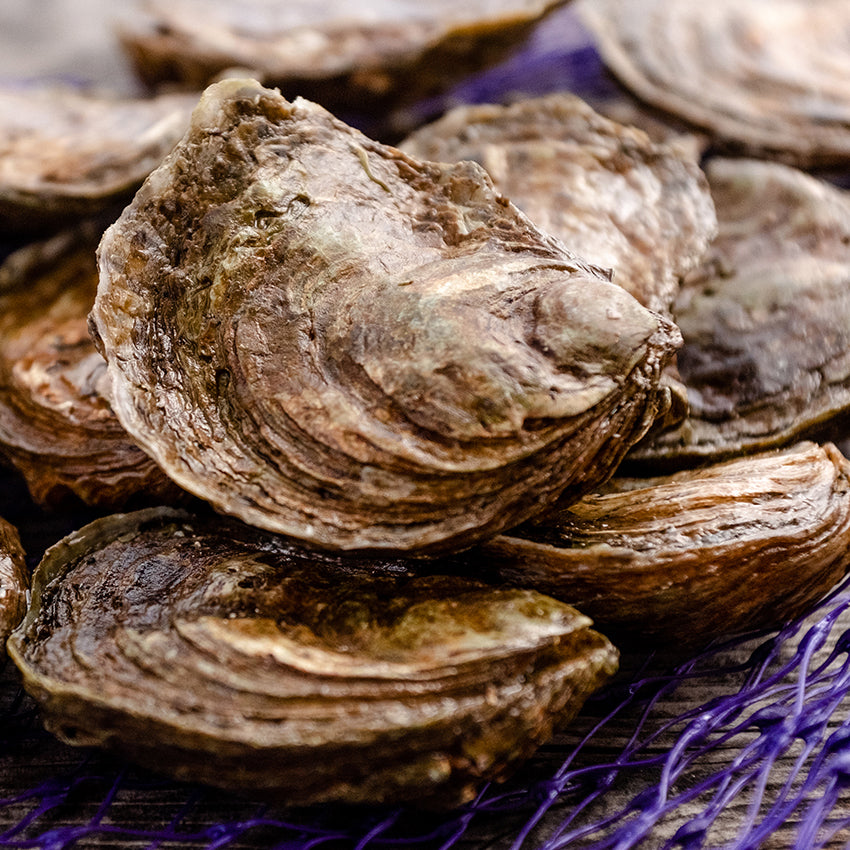 Virtual Happy Hour on February 4th: All About Olympias!