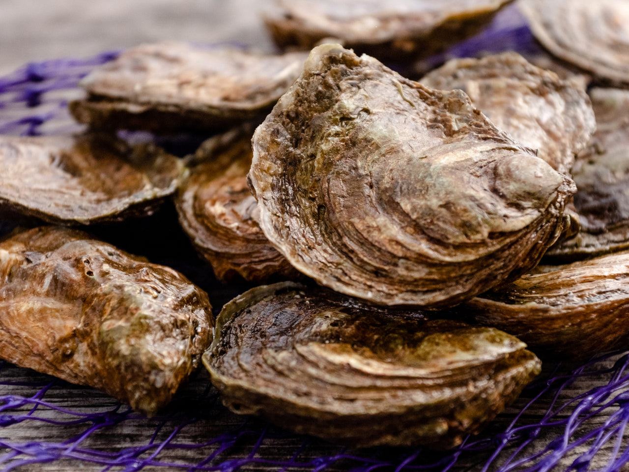 Virtual Happy Hour on February 4th: All About Olympias!