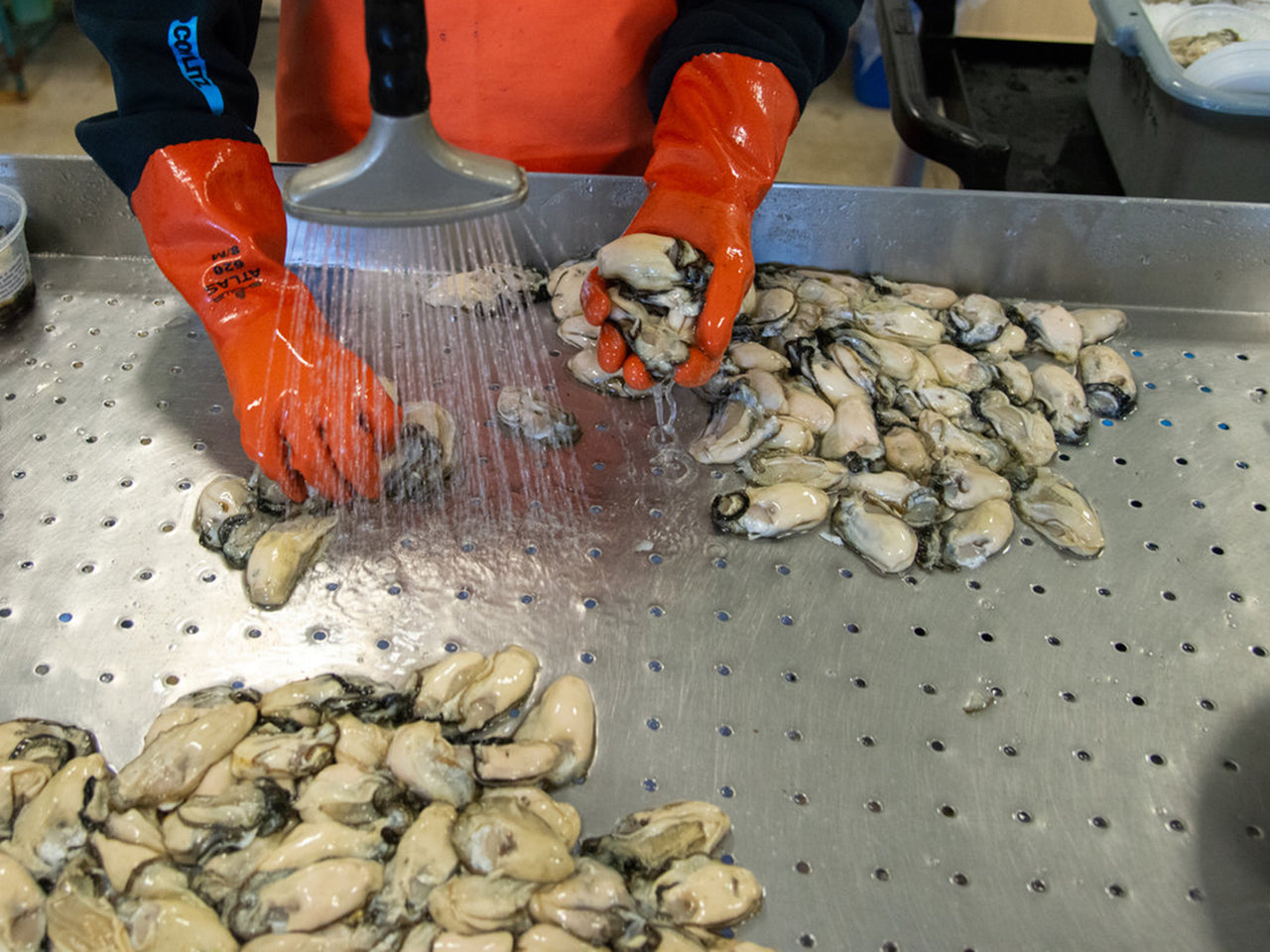 FRESH Shucked Oysters - Half Gallon