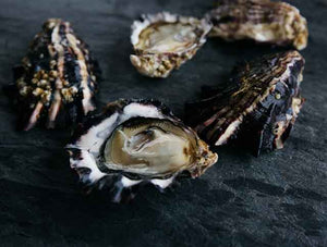 Fjordlux Oysters