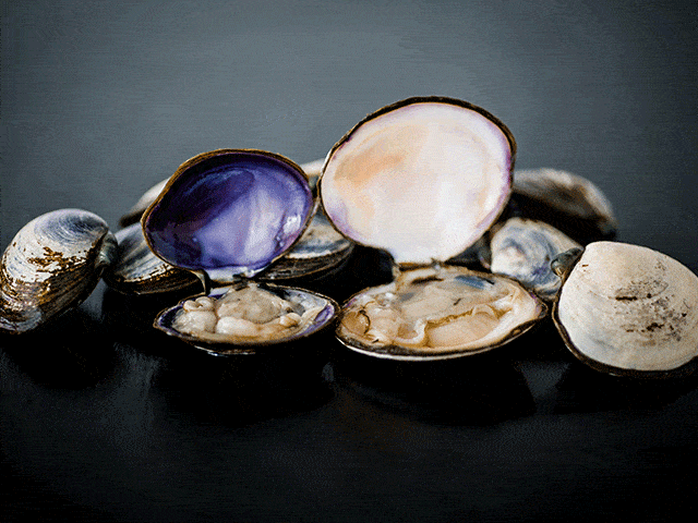 Clams - Purple Savory Clams