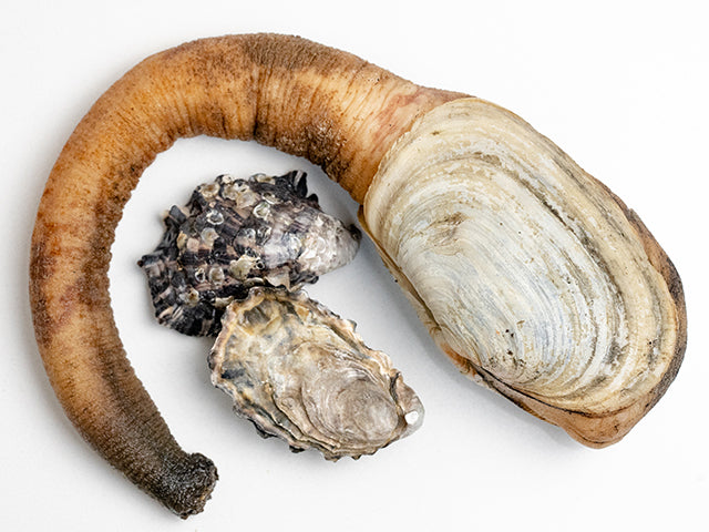 Geoduck