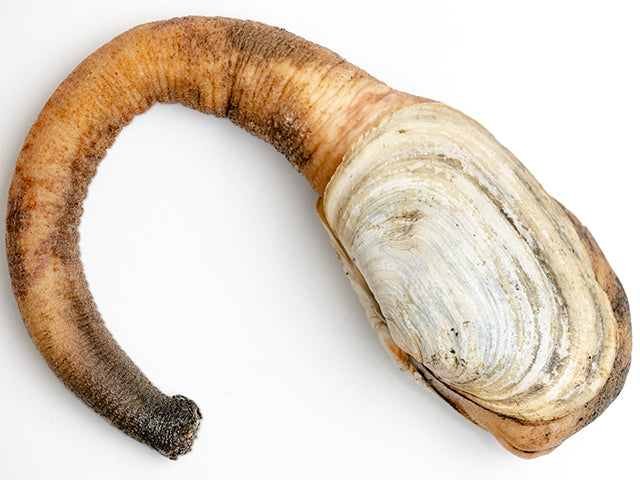 Geoduck