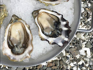 Oysters - Disco Hamas®