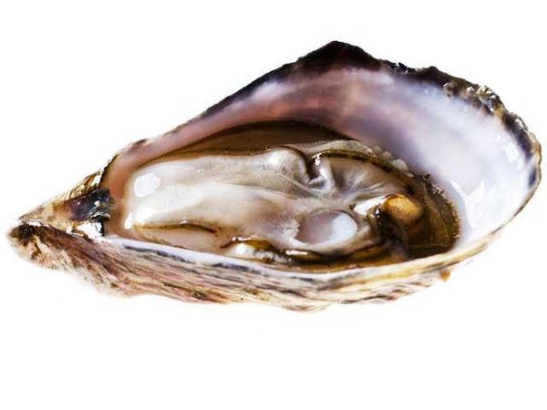 Oysters - Sea Cow Oysters®