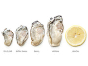 Oysters - Shucked Oysters By The Pint