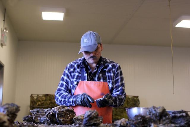 Oysters - Shucked Oysters By The Pint