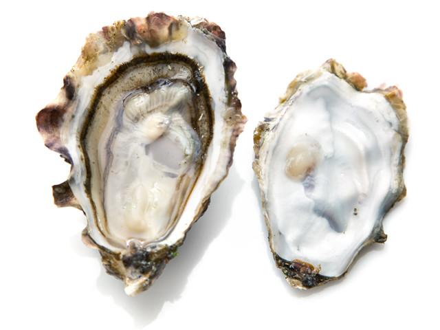 Oysters - Summerstone® Oysters