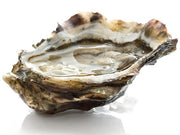 Oysters - Summerstone® Oysters